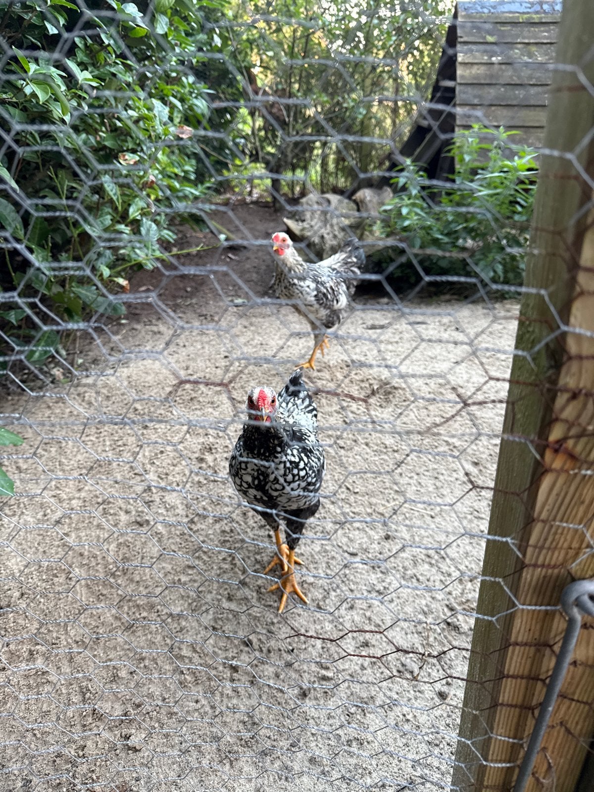 Wyandotte haantjes, 2 stuks, Dieren en Toebehoren, Mannelijk, Kip