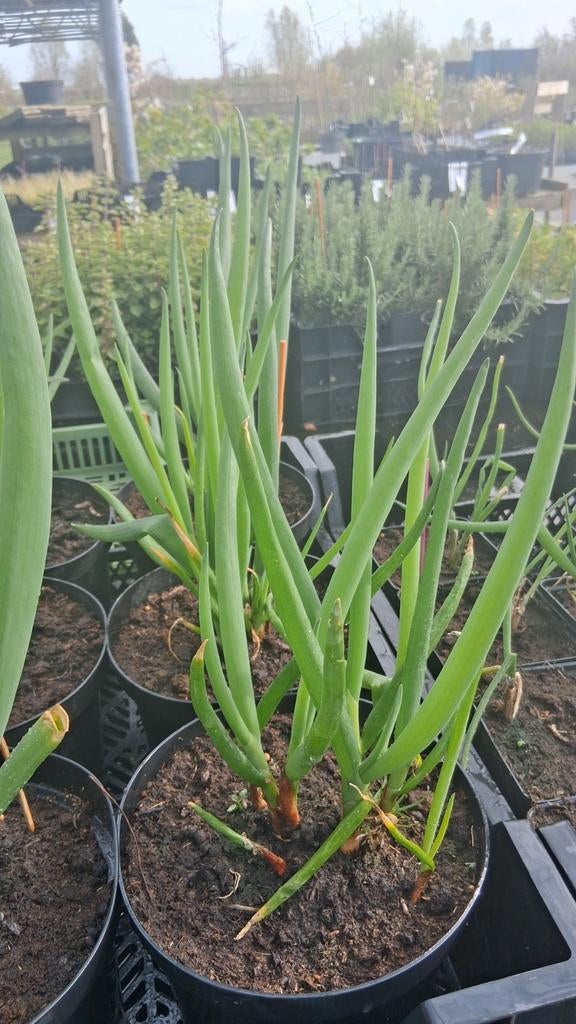 Winterharde Stengelui (Allium fistulosum) - Geen graafwerk!, Ophalen, Volle zon, Bloeit niet, Groenteplanten