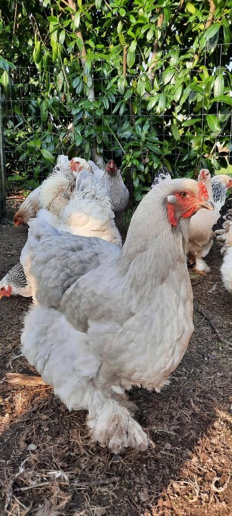 Lavendel blauw parelgrijs brahma kuikentjes broedeieren, Dieren en Toebehoren, Pluimvee, Geslacht onbekend, Kip