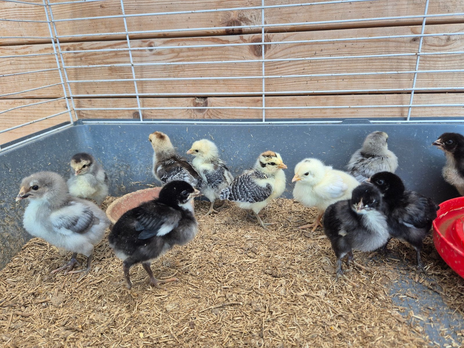 Kuikens te koop, Meerdere dieren, Kip