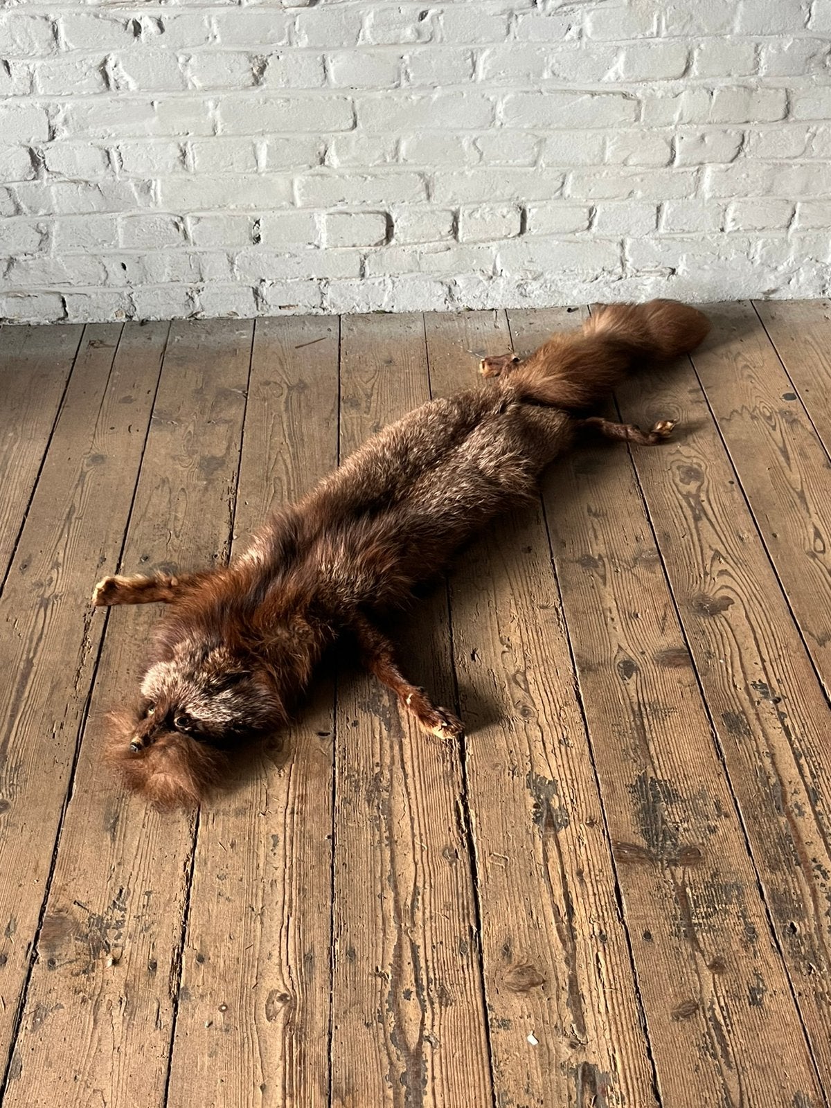 Complete vossenhuid met kop en staart – Taxidermie, Ophalen, Zo goed als nieuw, Opgezet dier