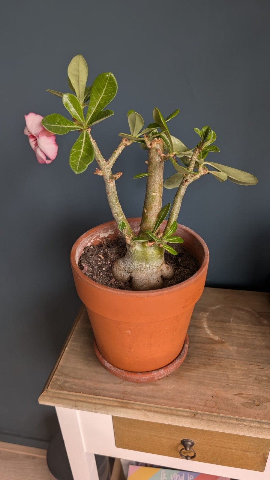 Woestijnroos (Adenium Obesum) in terracotta pot, Ophalen, Overige soorten, In pot, Minder dan 100 cm