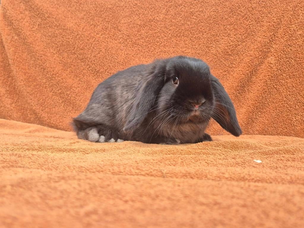 Lieve gecastreerde NHD ram zwart marter rustig hangoor 3mnd, Dieren en Toebehoren, Konijnen, Mannelijk, Dwerg, Hangoor, 0 tot 2 jaar