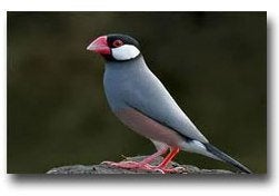 gevraagd, Dieren en Toebehoren, Vrouwelijk, Tropenvogel