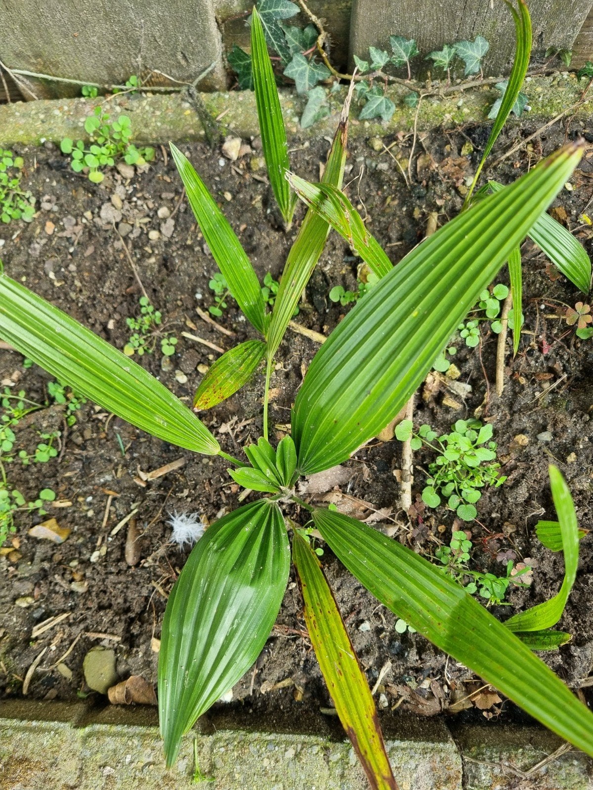 Palmboom stekjes - Creëer je eigen tropische oase!, Overige soorten, Volle zon, Vaste plant, Ophalen of Verzenden