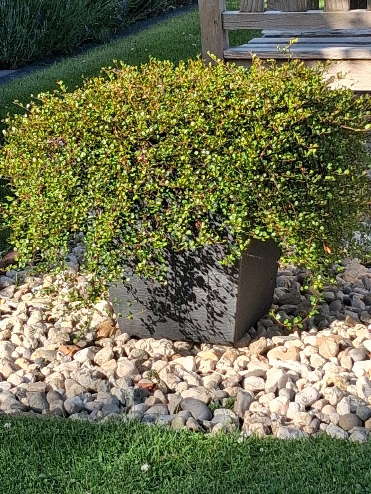 Muehlenbeckia,  vaste plant., Tuin en Terras, Planten | Tuinplanten, Ophalen, Vaste plant, Volle zon
