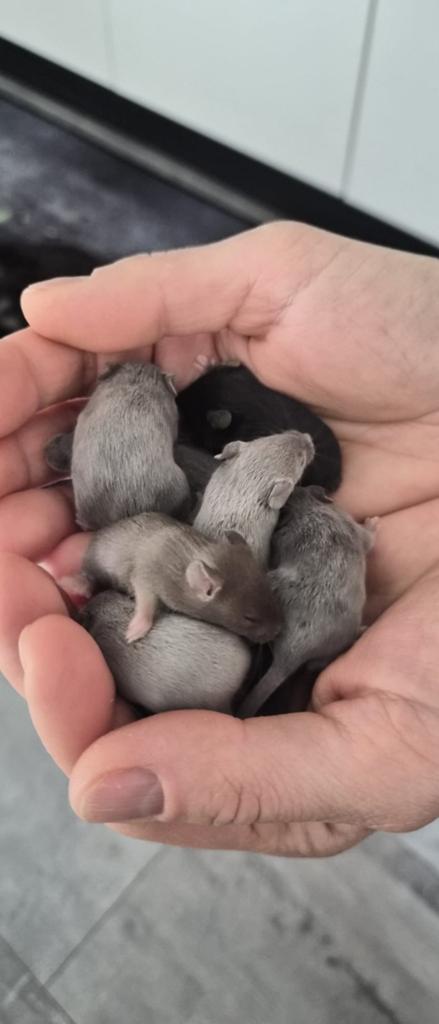 Leuke muisjes!!!!, Dieren en Toebehoren, Knaagdieren, April, Muis, Meerdere dieren, Tam