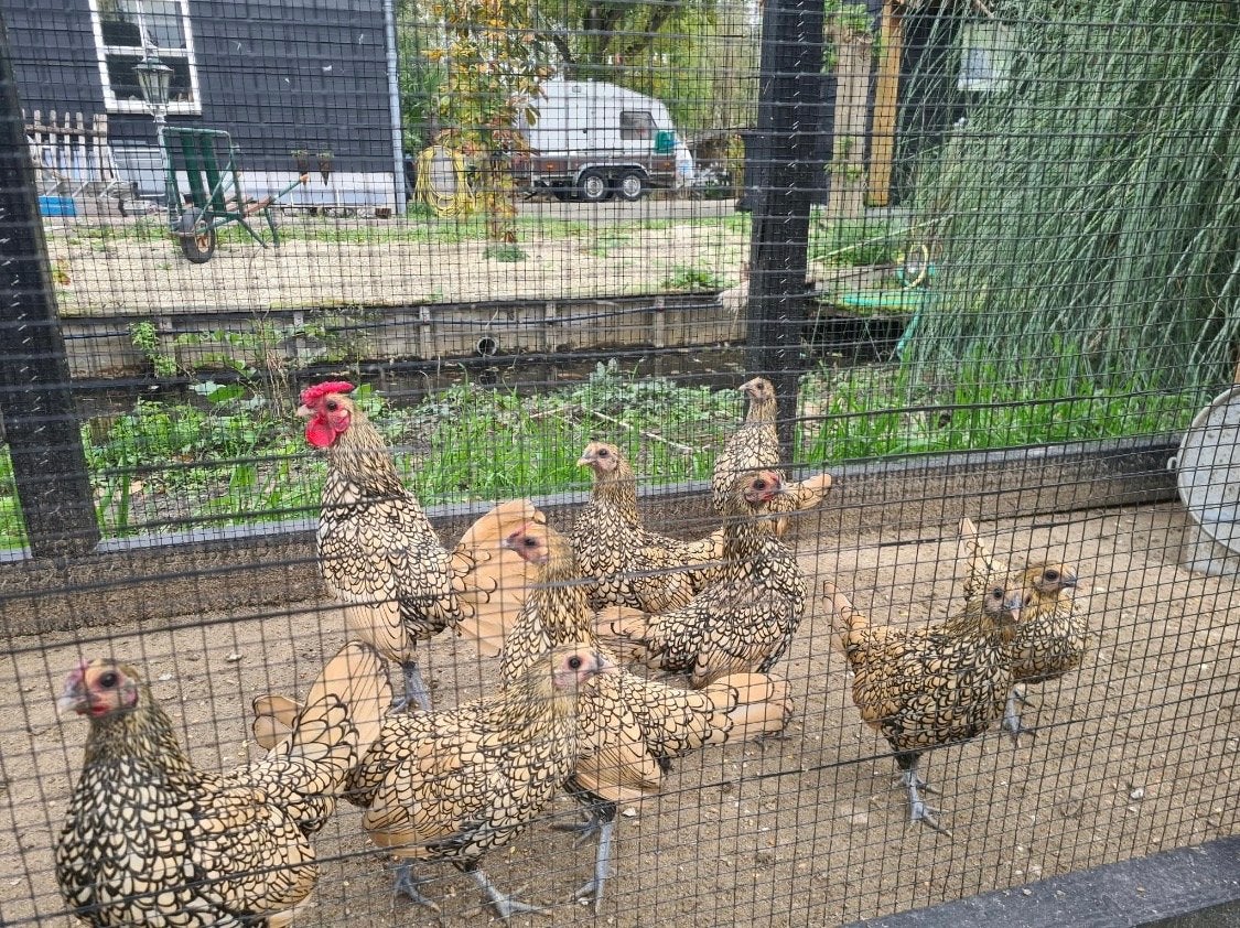 Toompje Citroen Sebrights, Dieren en Toebehoren, Meerdere dieren, Kip