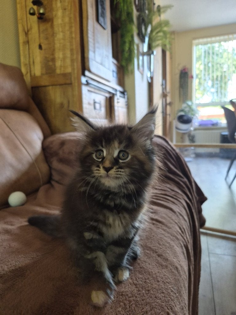 maine coone kitten, Dieren en Toebehoren, Poes, Gechipt, 0 tot 2 jaar