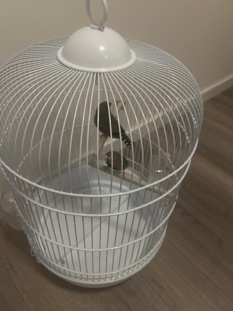 Met pijn in mijn hart doe ik deze vogels weg ze gaan samen, Dieren en Toebehoren, Ophalen of Verzenden, Zo goed als nieuw, Metaal