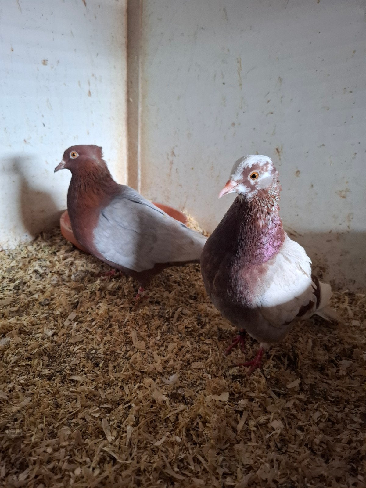koppel vinkduiven, Dieren en Toebehoren, Vogels | Duiven, Meerdere dieren, Overige soorten