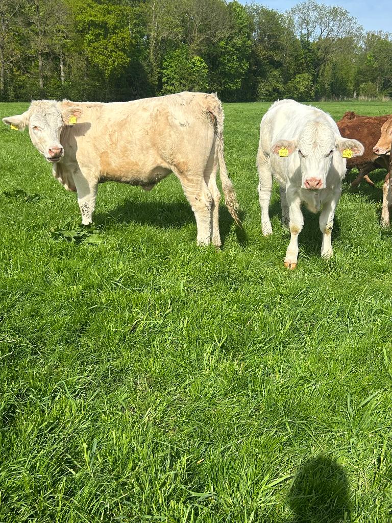 Top Limousin en Charolais pinken, Dieren en Toebehoren, Runderen, Meerdere dieren