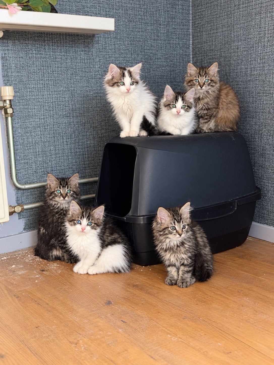Ragdoll kittens mogen Verhuizen., Dieren en Toebehoren, Meerdere dieren, Gechipt, 0 tot 2 jaar