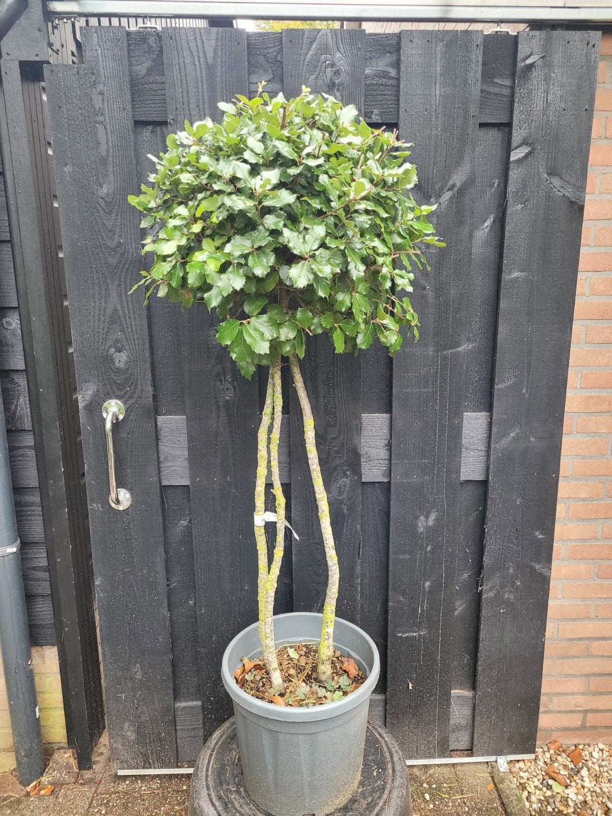 Ilex Quercus steeneik    Multi-stam met Palla, Bloeit niet, Overige soorten, 100 tot 250 cm, Ophalen