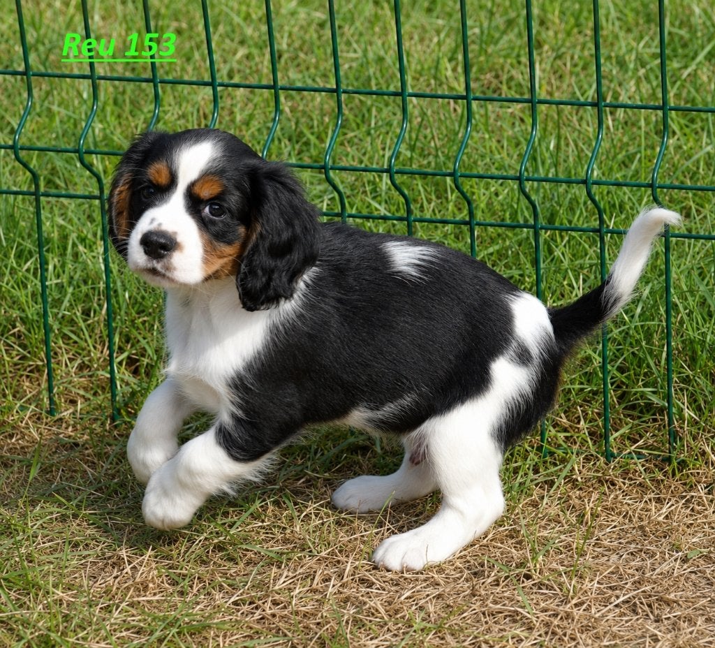 Cavalier King Charles Spaniel          (outcross), Parvo, Nederland, 8 tot 15 weken, Meerdere