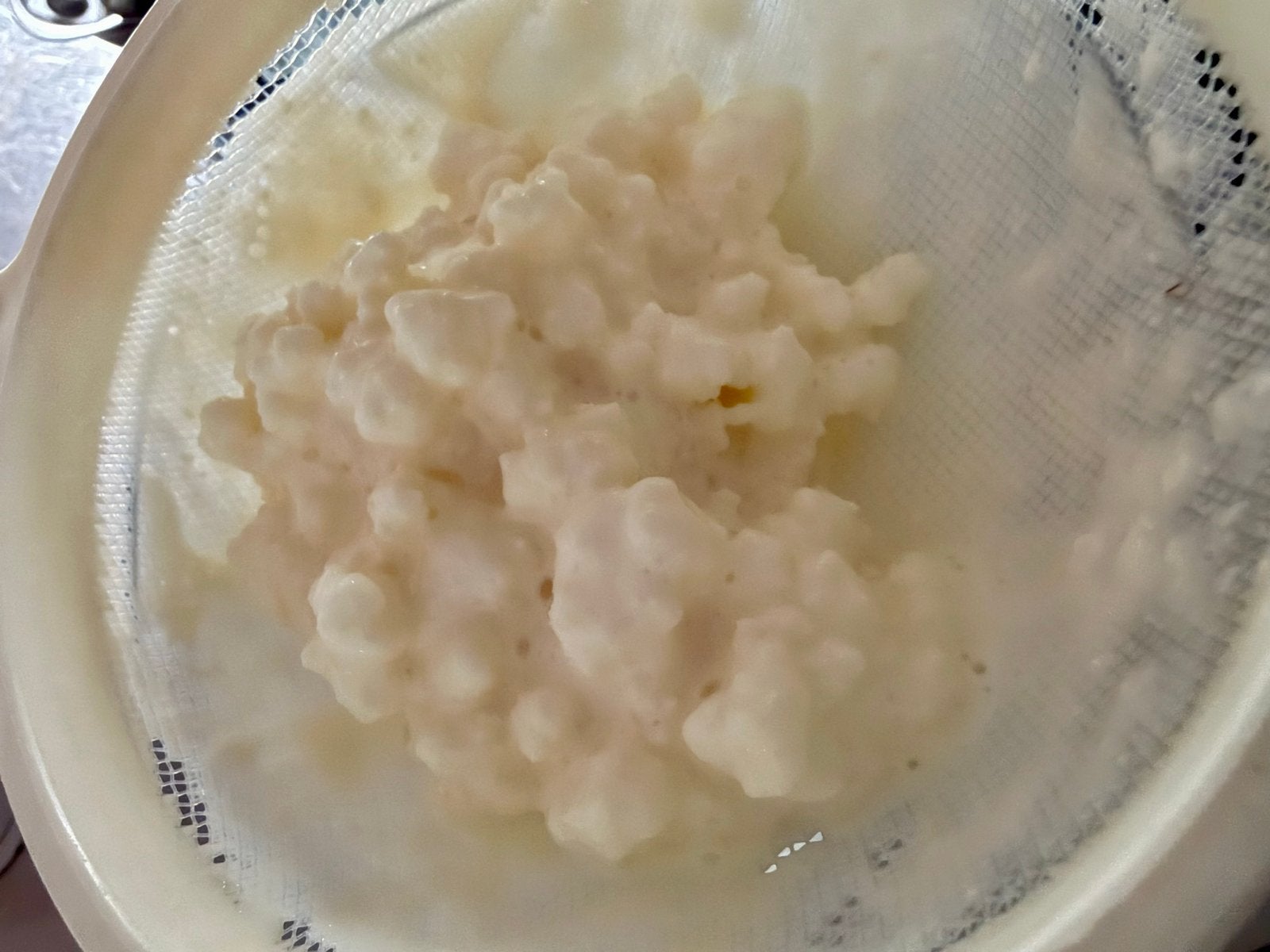 Kefir korrels, Ophalen