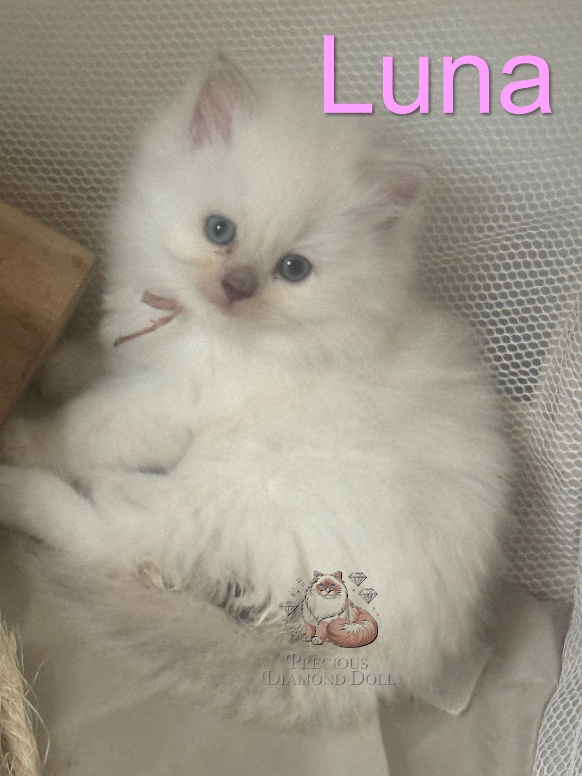 Zeldzame, Huiselijke ragdoll kittens met stamboom!, Meerdere dieren, Met stamboom, 0 tot 2 jaar