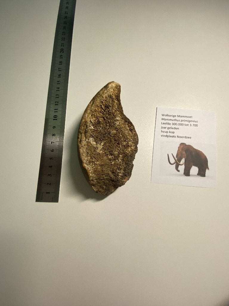 stuk heupkop van een wolharige mammoet, Ophalen of Verzenden, Fossiel