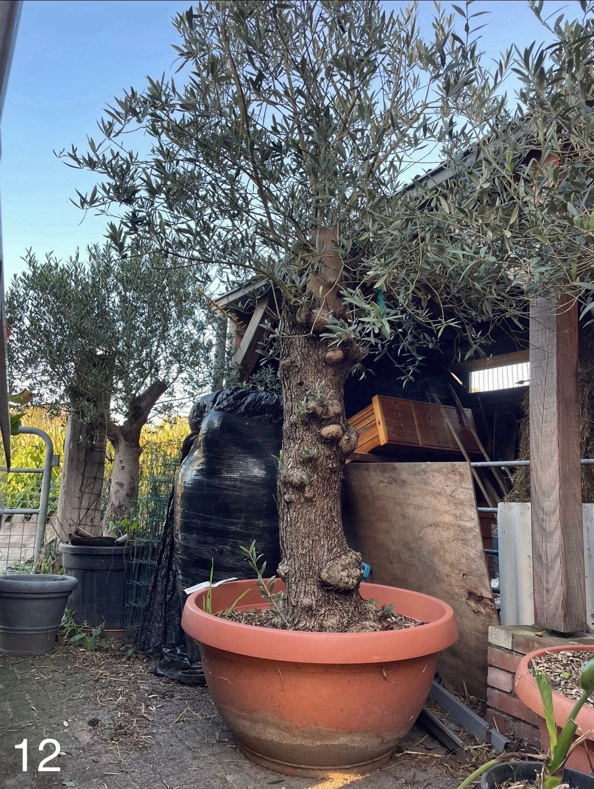 Te koop aangeboden oude olijfboom (Olea europaea) in t-bowl., Bloeit niet, Ophalen of Verzenden, 100 tot 250 cm, Olijfboom