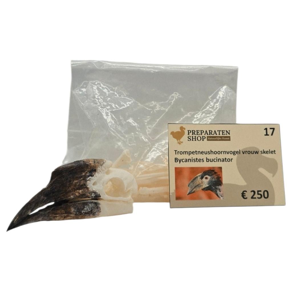 Skelet trompet neushoornvogel, Verzamelen, Dierenverzamelingen, Ophalen of Verzenden, Nieuw, Beeldje of Figuurtje