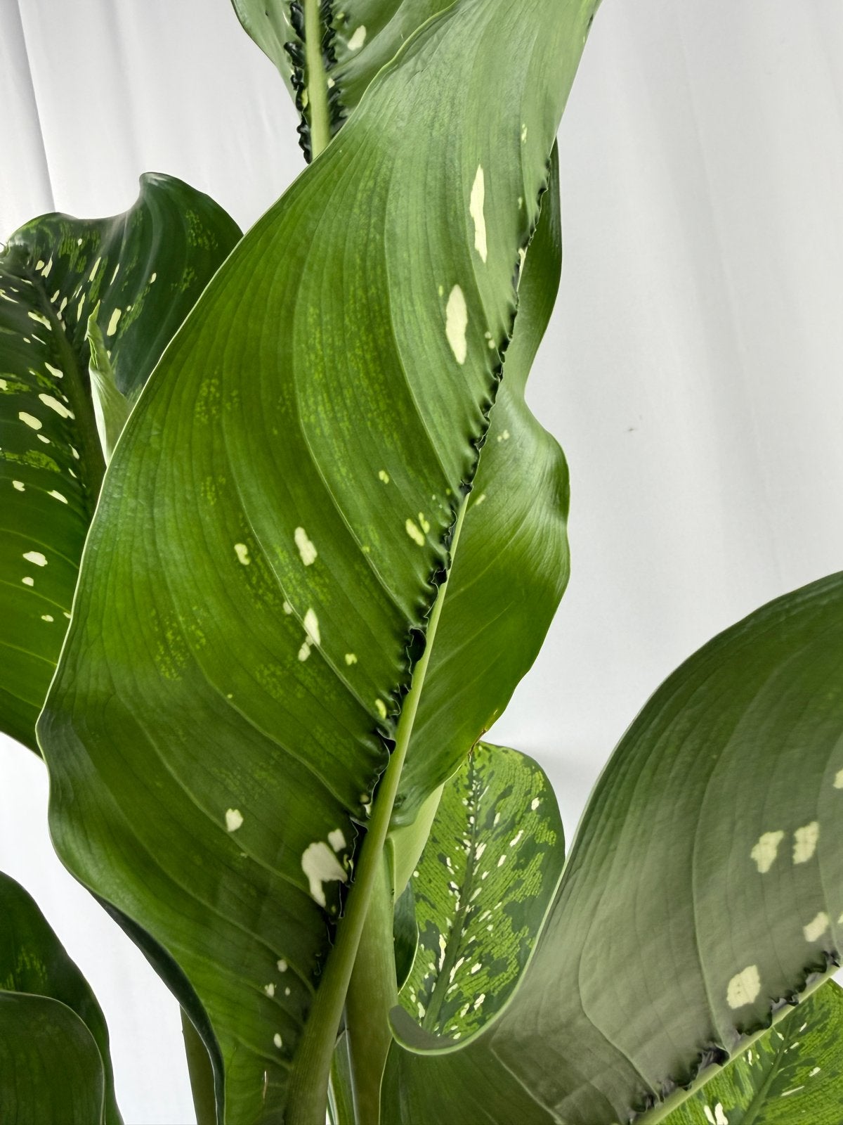 Nieuwe Dieffenbachia Caiman - Pot 17, Overige soorten, In pot, Minder dan 100 cm, Groene kamerplant