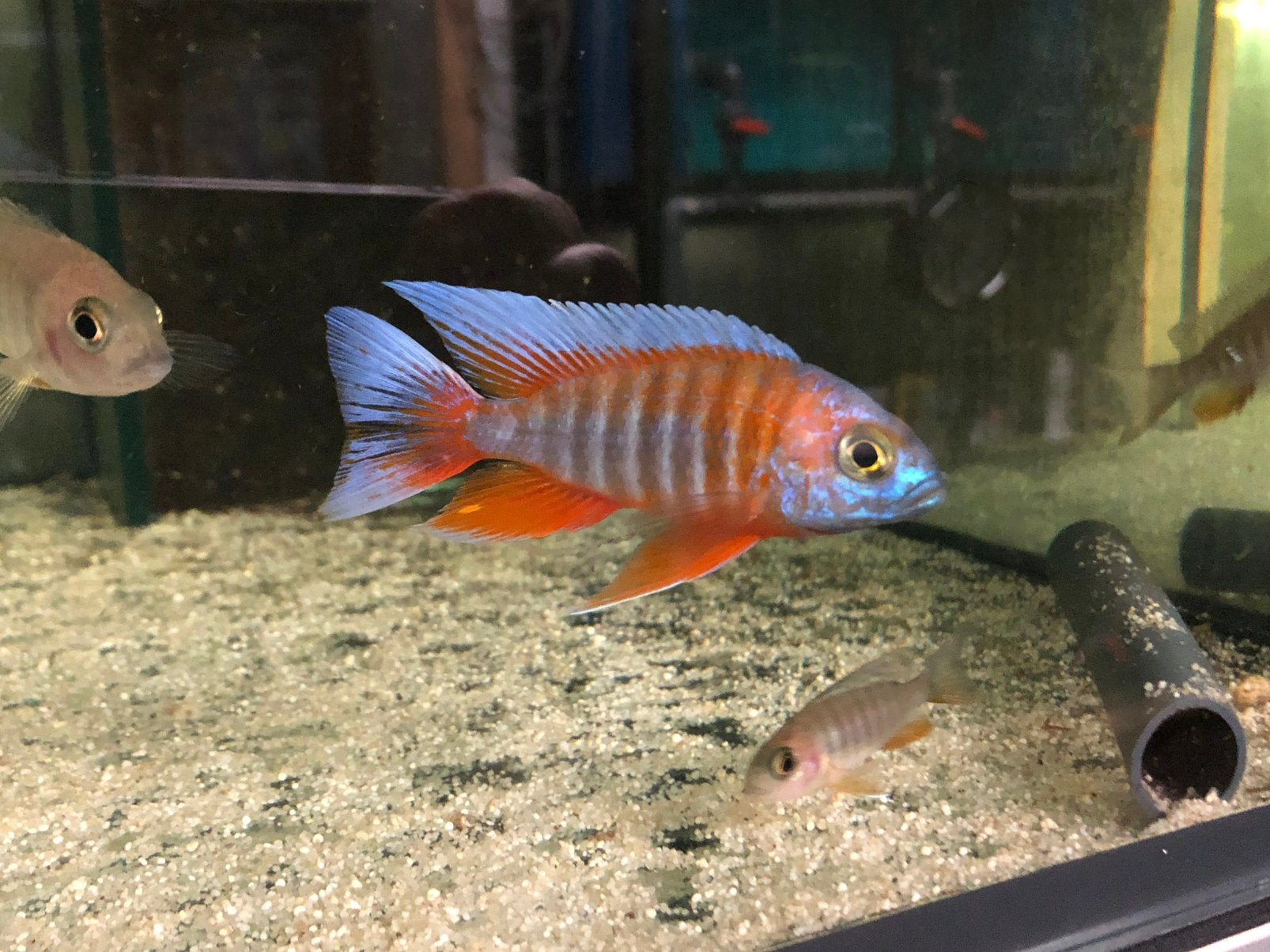 Aulonocara jacobfreibergi ( malawi cichkide ), Dieren en Toebehoren, Vissen | Aquariumvissen, Vis