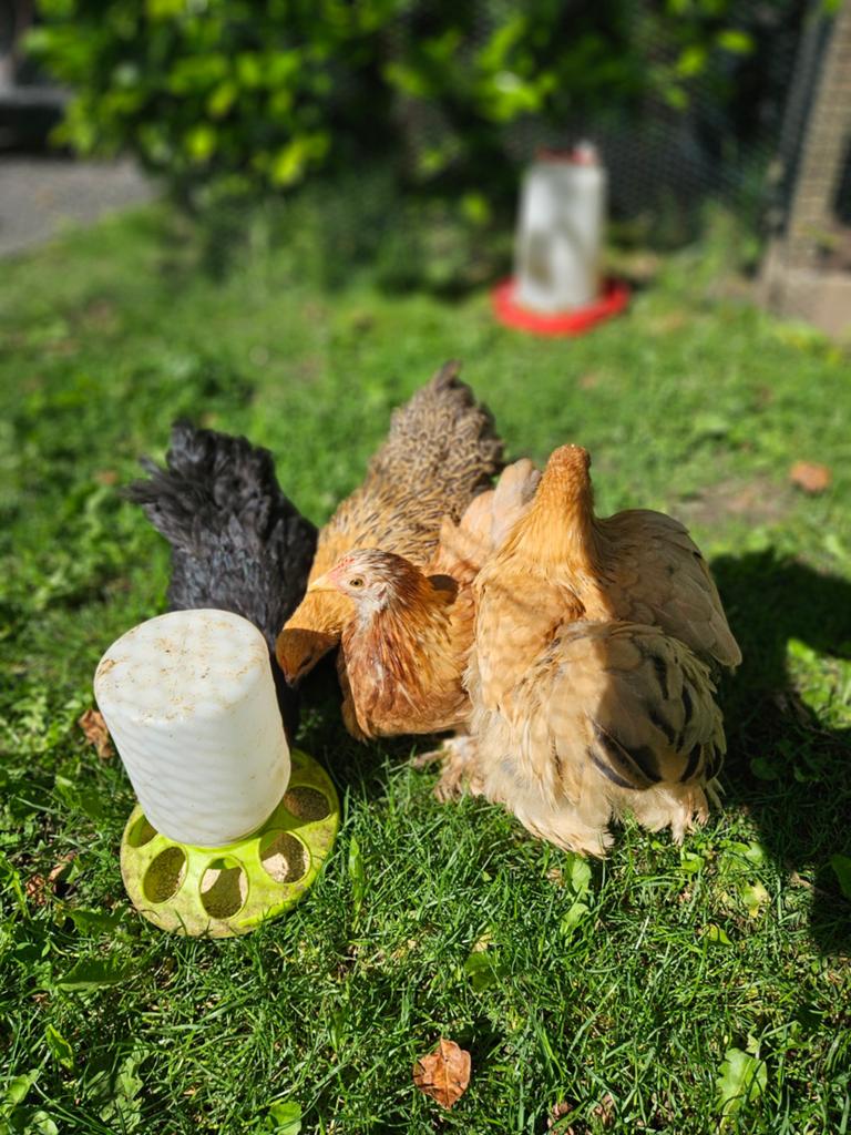 Cochin, Dieren en Toebehoren, Mannelijk, Kip