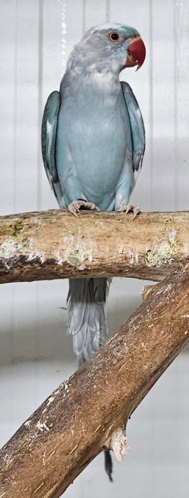 Blauw bont halsbandparkiet, Dieren en Toebehoren, Geslacht onbekend, Parkiet, Geringd