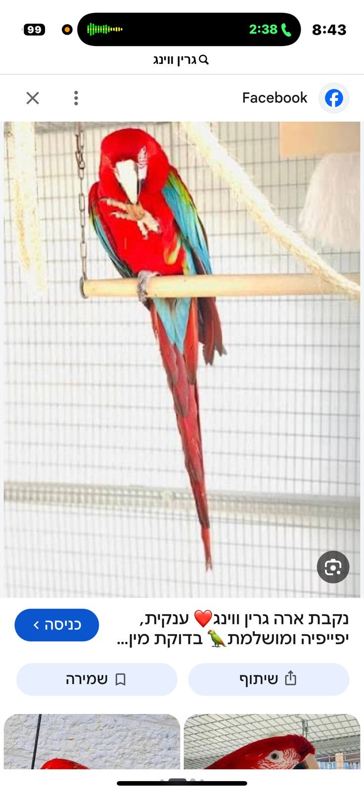 ara papegaai Gezocht macaw .. Caique, Papegaai