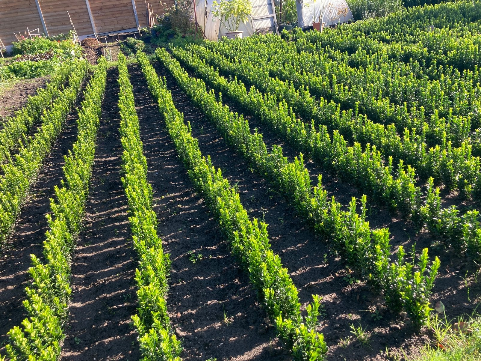 Euonymus green spire ( buxus- vervanger ), Ophalen