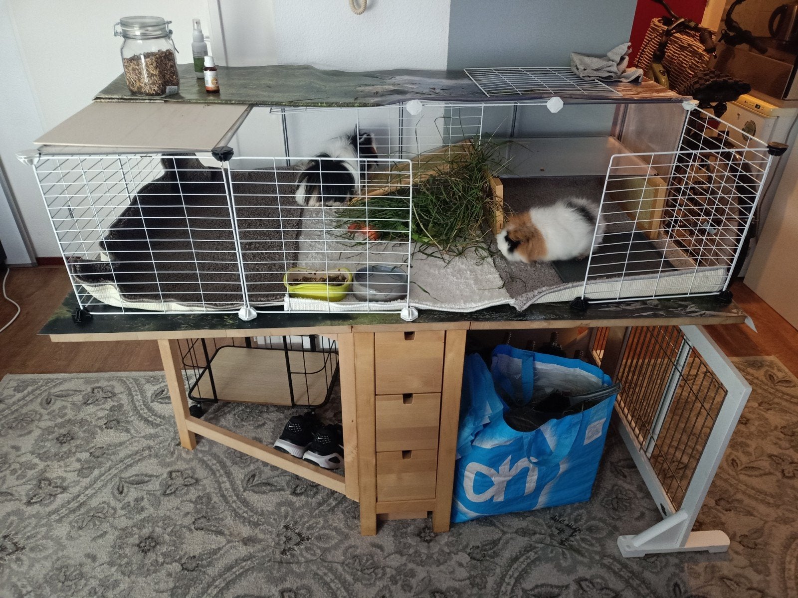 Twee cavia's, Ophalen, Kooi, Cavia, 90 cm of meer