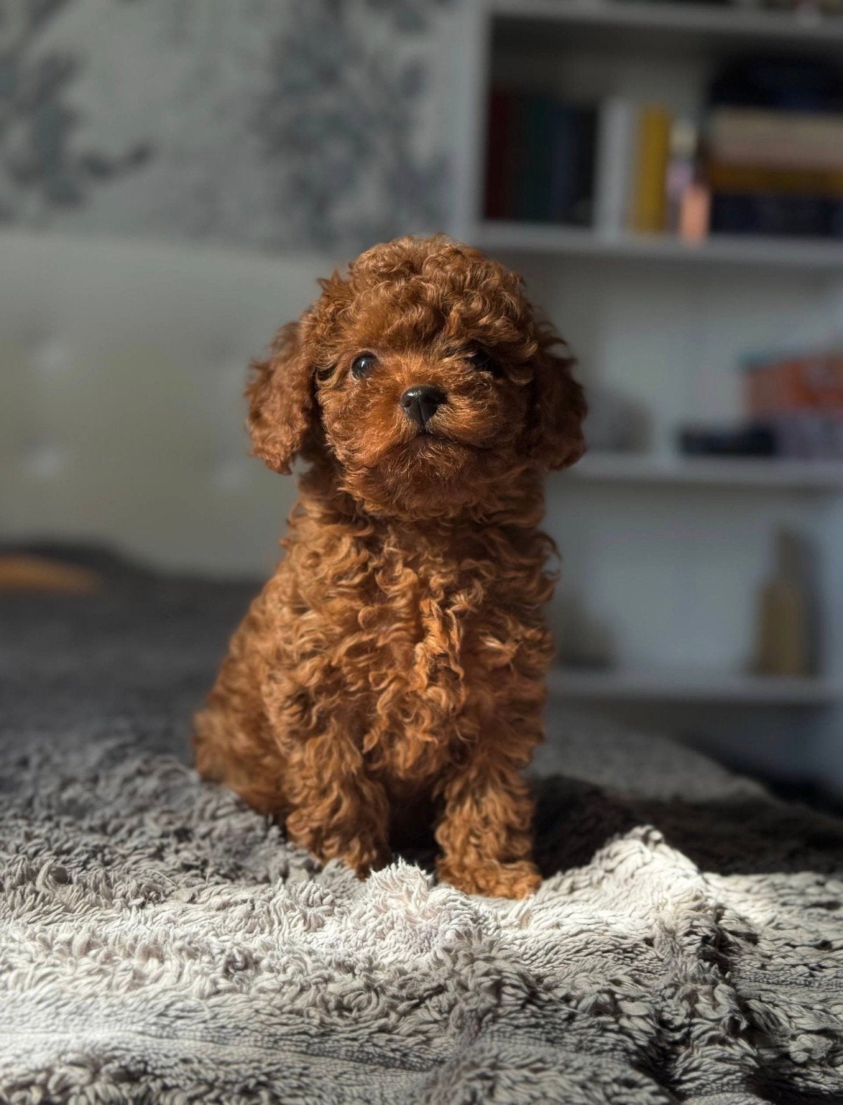 Toy Poedel teefje (Red Brown), Poedel, 8 tot 15 weken, Teef, Parvo