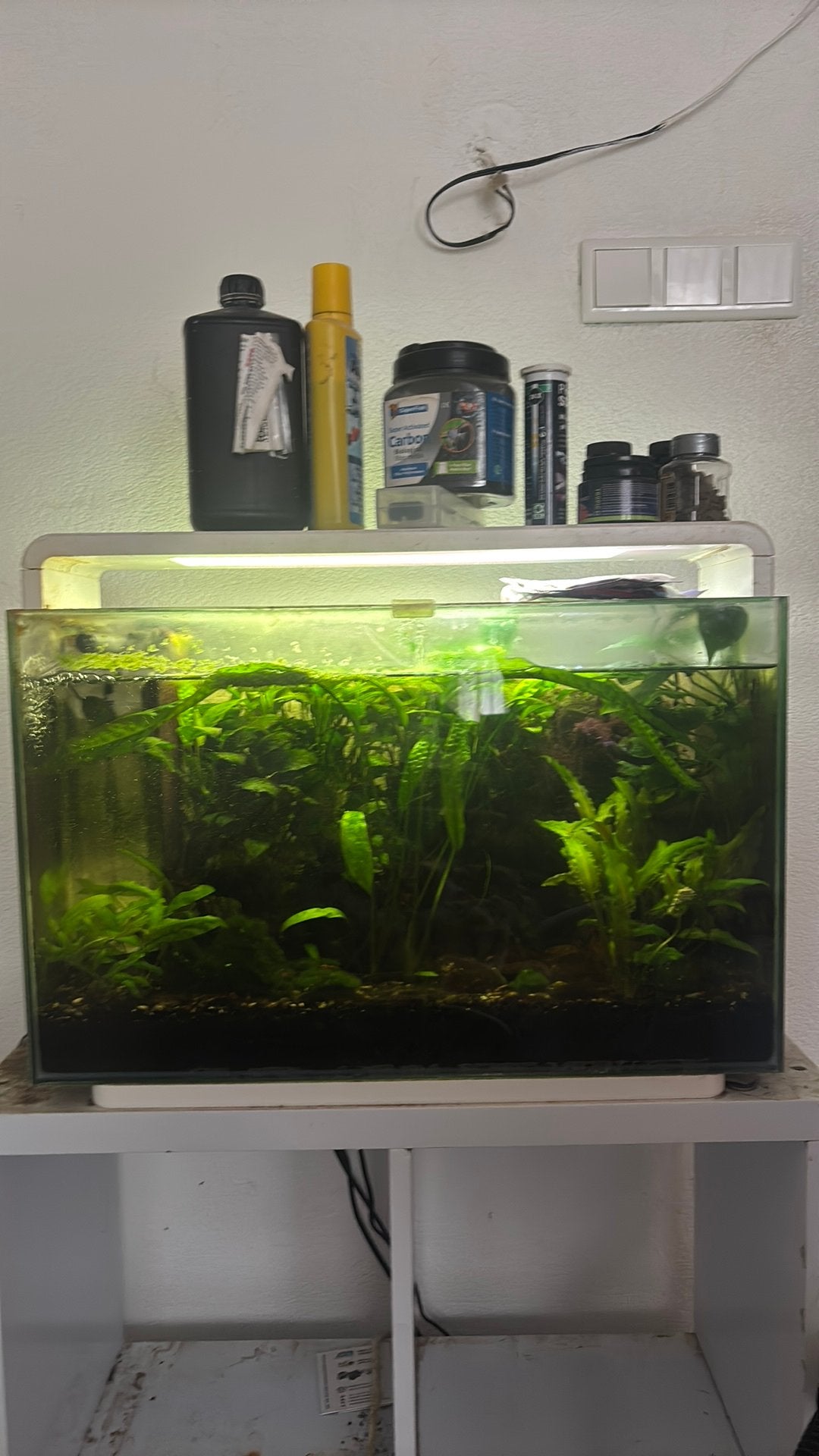 Aquarium, Ophalen of Verzenden, Zo goed als nieuw, Gevuld zoetwateraquarium