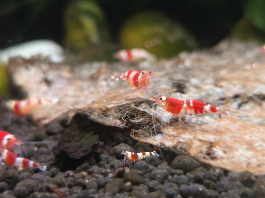 Caridina Crystal Red garnalen op leidingwater. Nog 20 stuks!, Kreeft, Krab of Garnaal, Zoetwatervis, Schoolvis