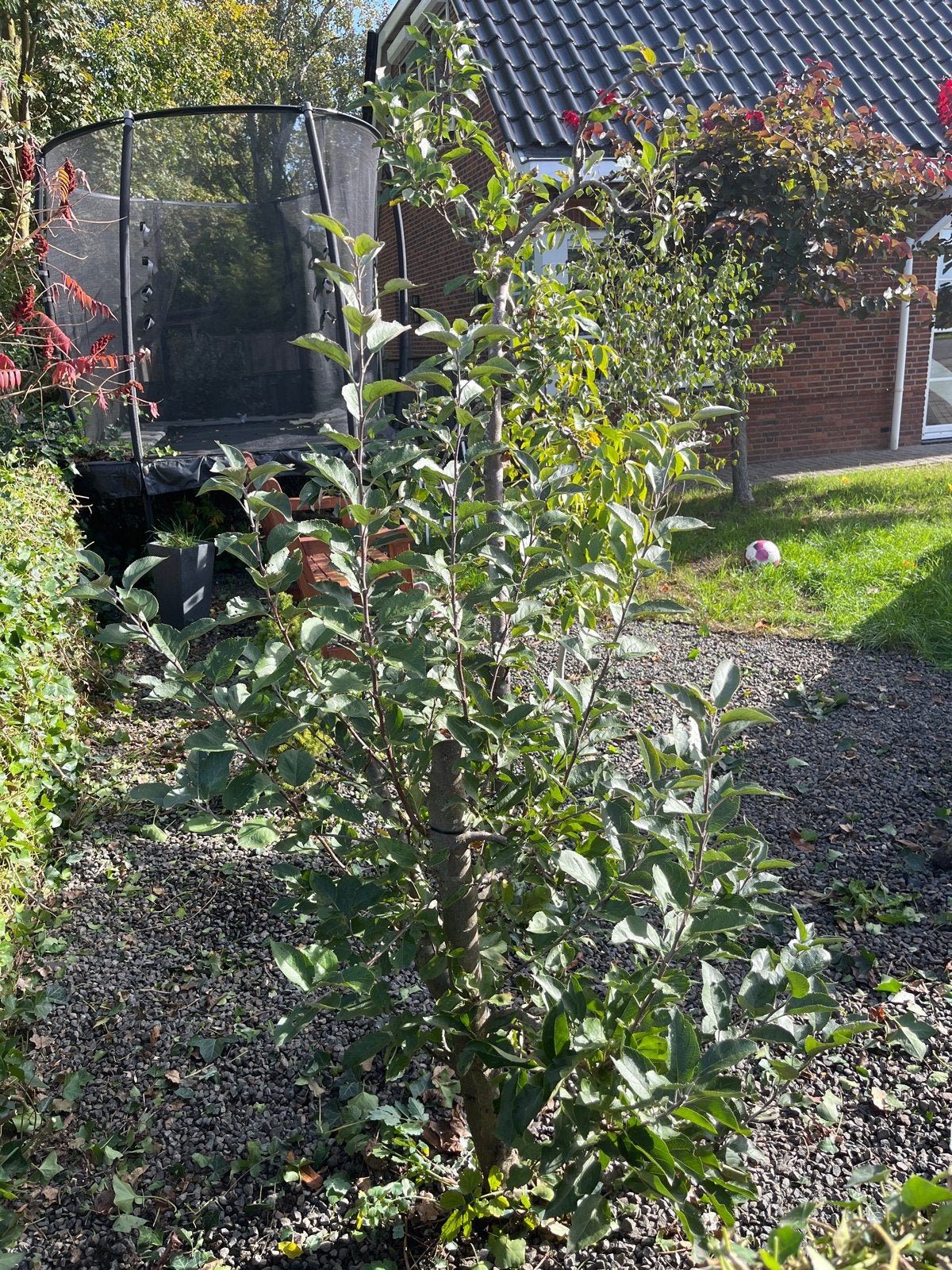 Sierappel appelboom appel laagstam, Ophalen, Volle zon, Overige soorten