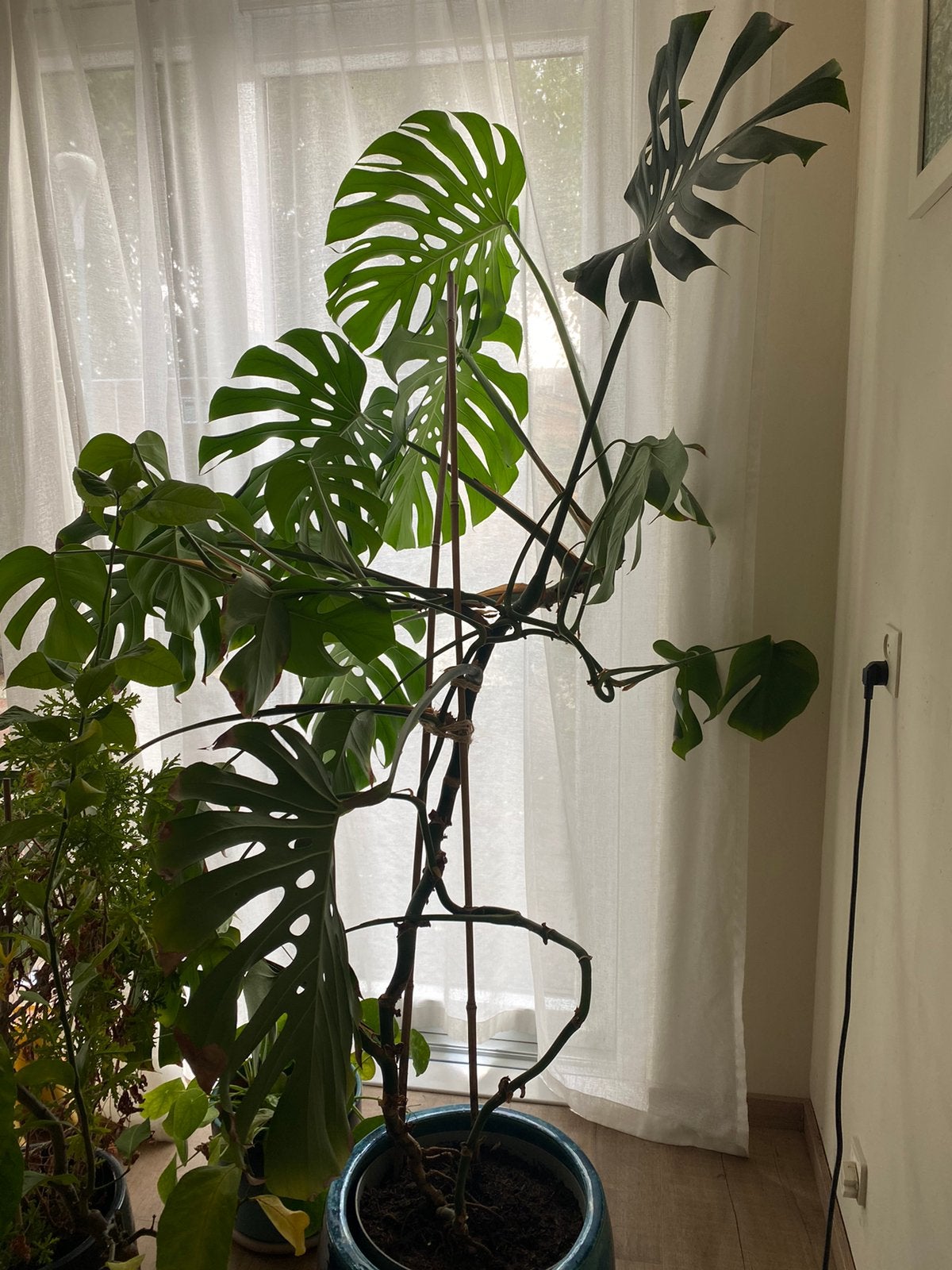 Binnen plant, Huis en Inrichting, Ophalen, Overige soorten, Halfschaduw, 150 tot 200 cm