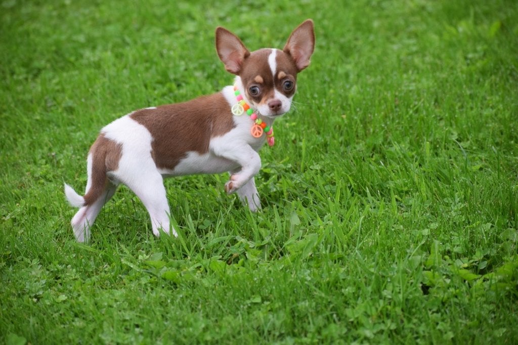 Chihuahua pups nieuwe nestjes, 15 weken tot 1 jaar, Buitenland, Parvo, Meerdere