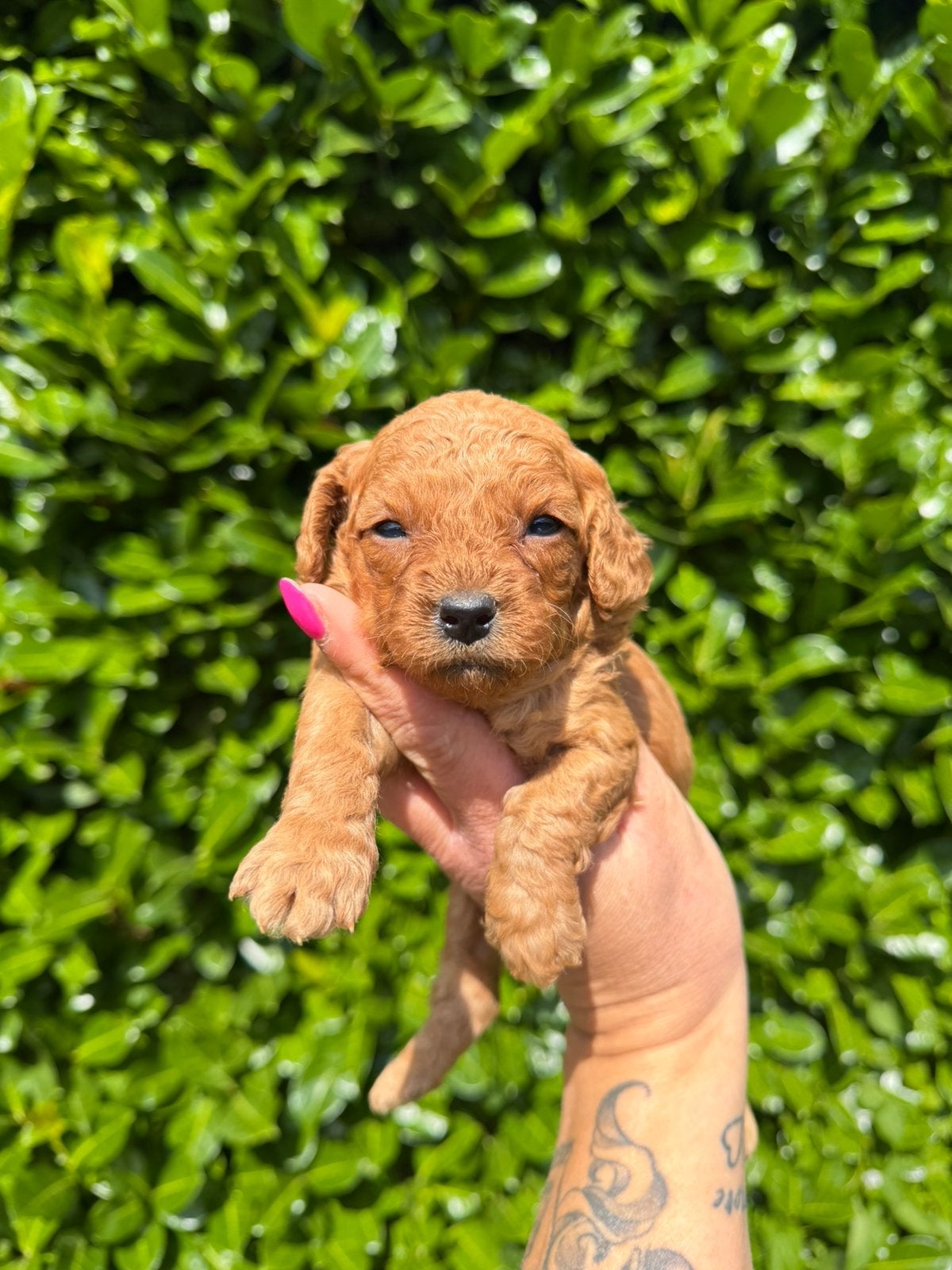 Maltipoo pups abrikoos rood, Parvo, Nederland, Overige rassen, 8 tot 15 weken
