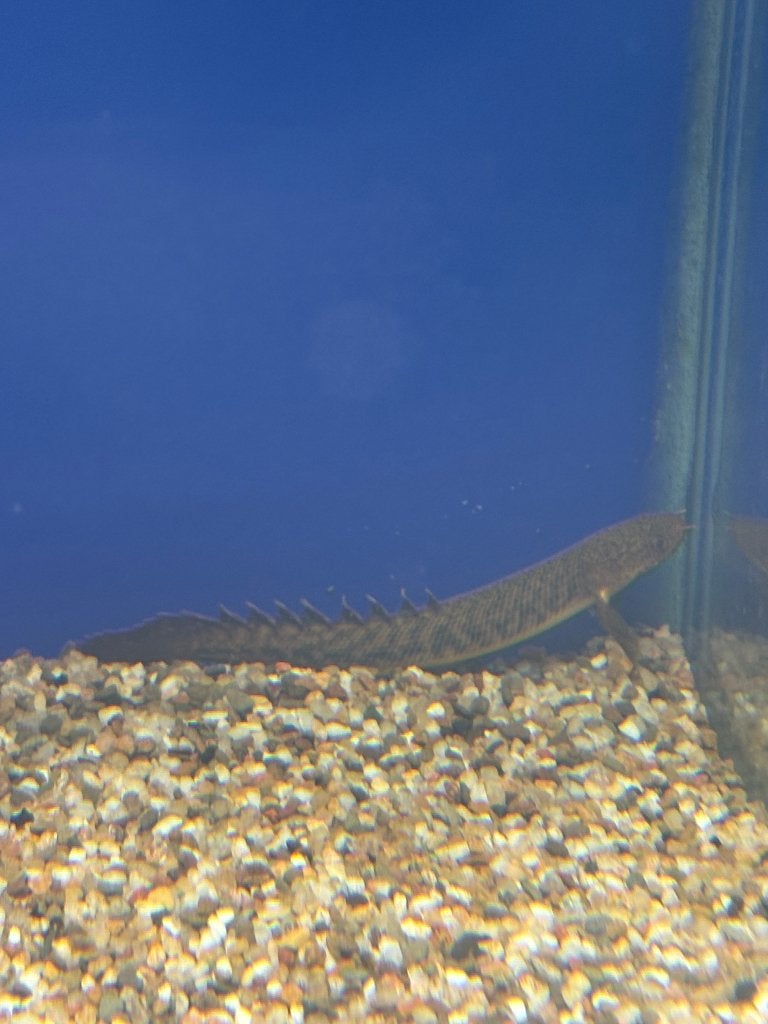 Polypterus teugelsi, Dieren en Toebehoren, Vis, Zoetwatervis