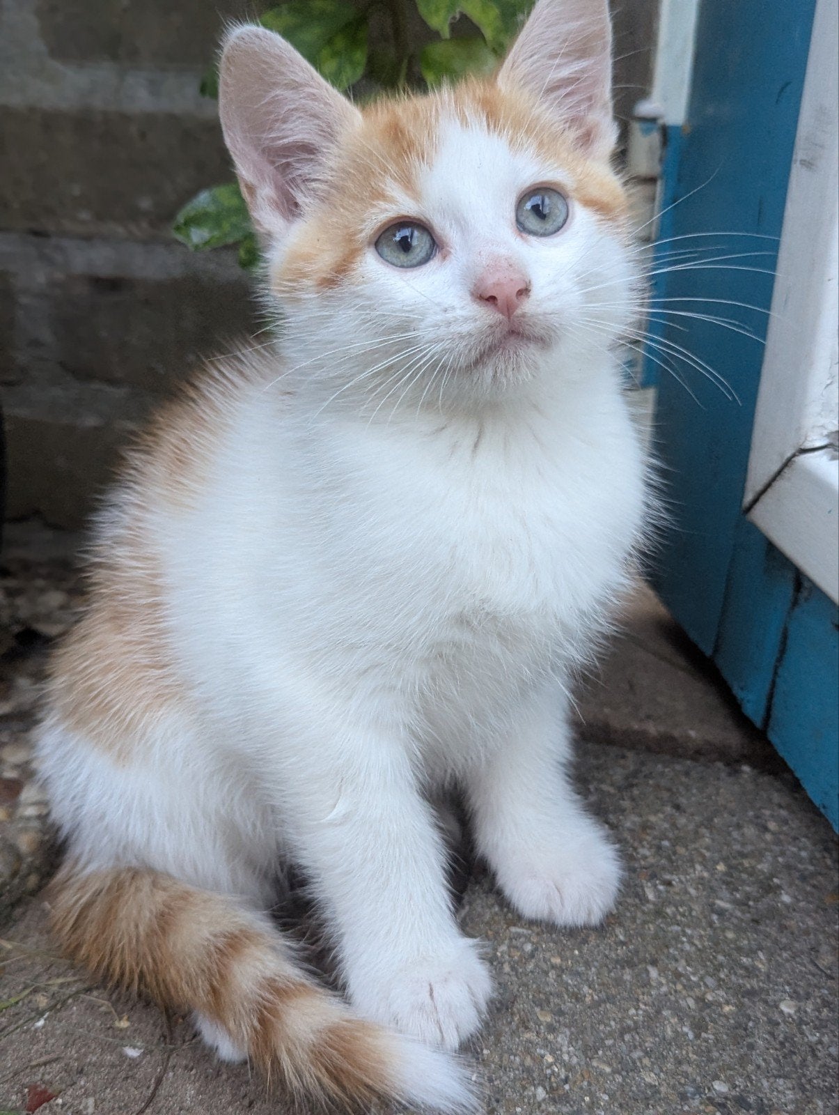 Lieve kittens zoeken een nieuw thuis!