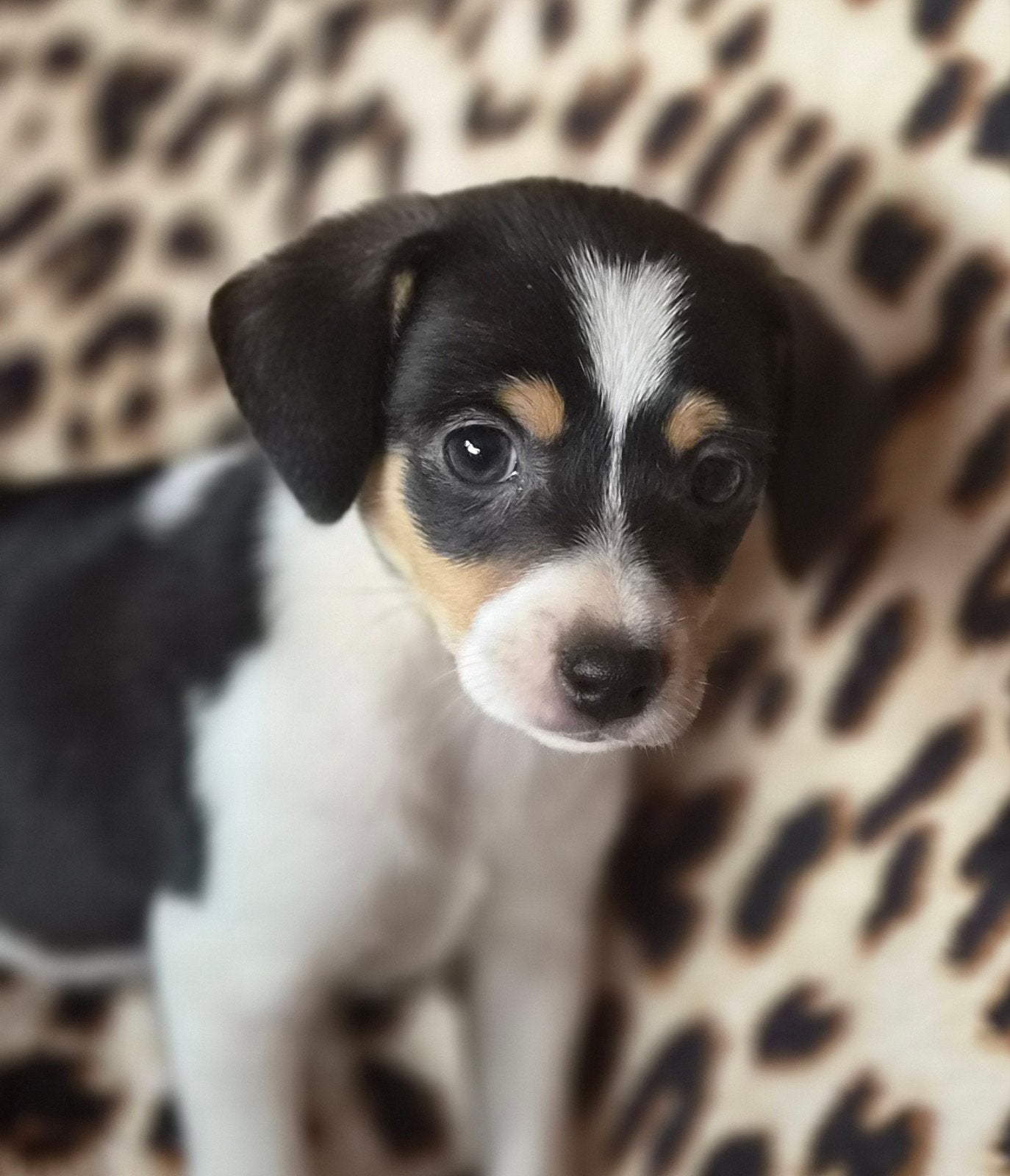 Super mooie boerenfox pup te koop, Jack Russell Terriër, 8 tot 15 weken, Parvo, Meerdere