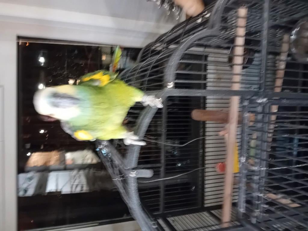 Tekoop amazone papagaai met kooi 1200,00 euro, Dieren en Toebehoren, Vogels | Parkieten en Papegaaien, Mannelijk, Papegaai