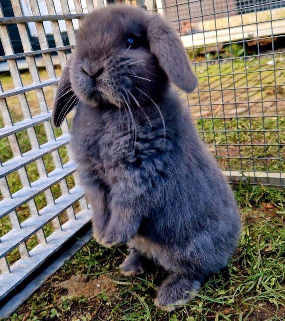 Te koop 3 nederlandse dwerg hangoor konijntjes, Dieren en Toebehoren, Meerdere dieren, Dwerg, Hangoor