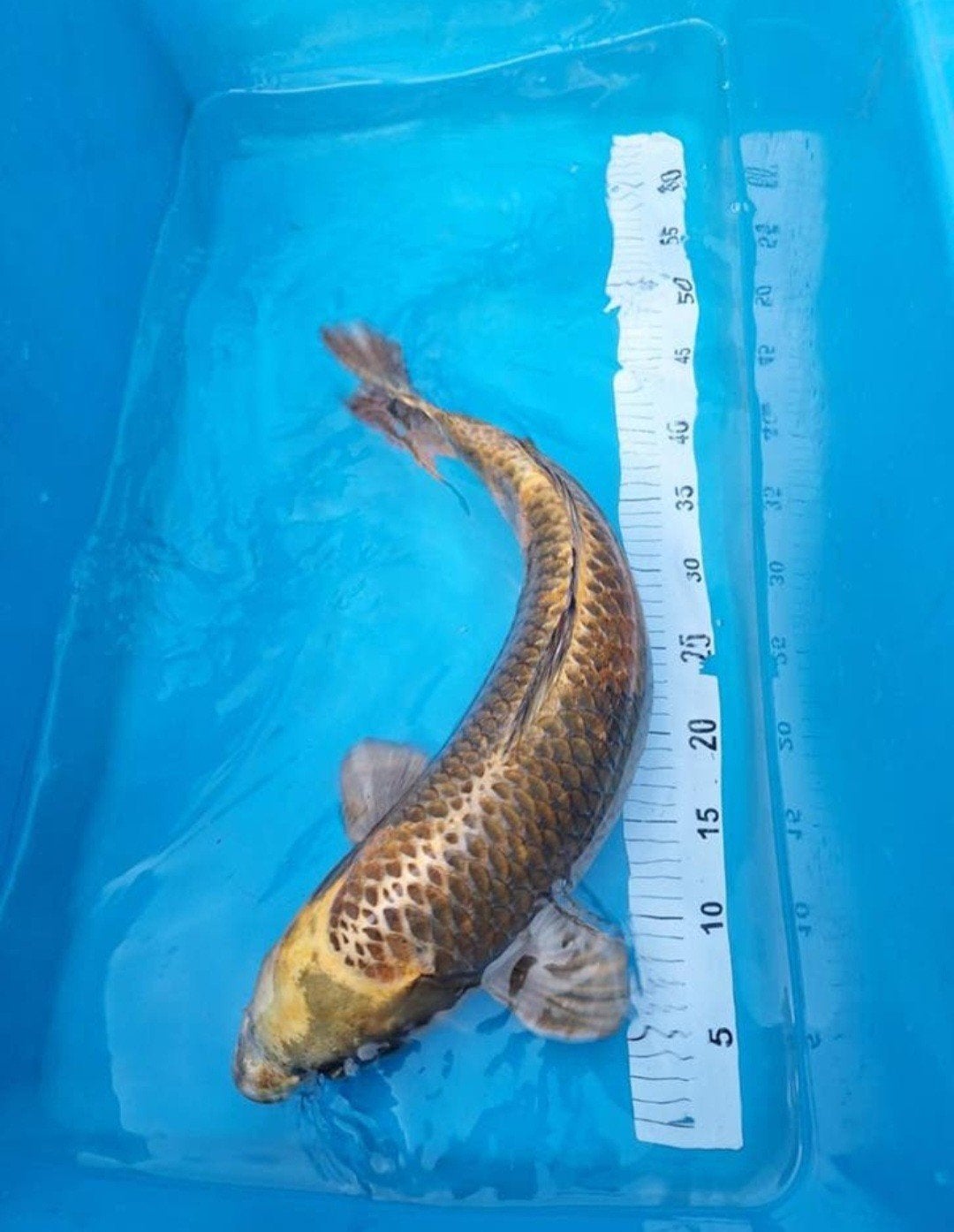 Koi karper, Karper of Koi