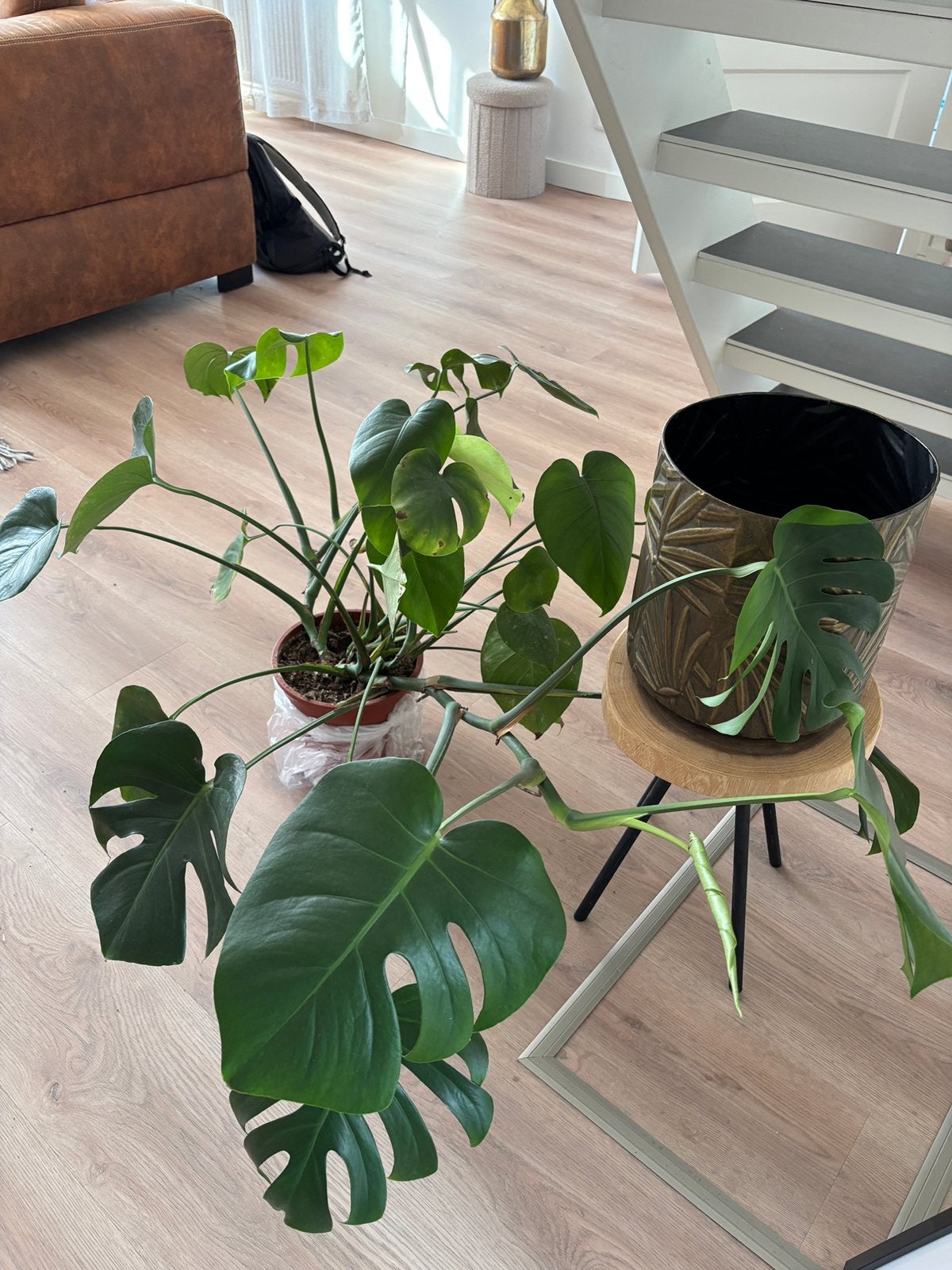 Grote monstera zonder pot, Ophalen, Halfschaduw, Minder dan 100 cm