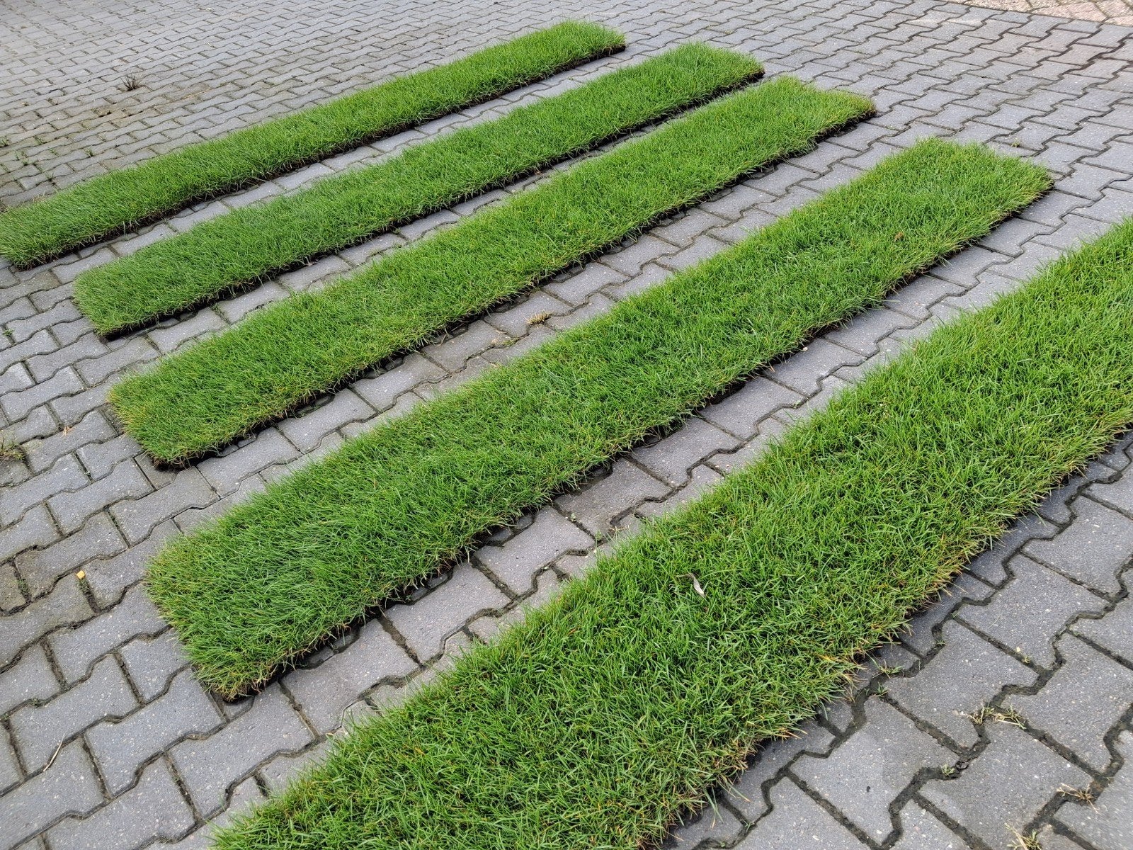 Verse graszoden €6,95 per m2 grasrol, Ophalen of Verzenden, Nieuw, 10 tot 20 m², Gras