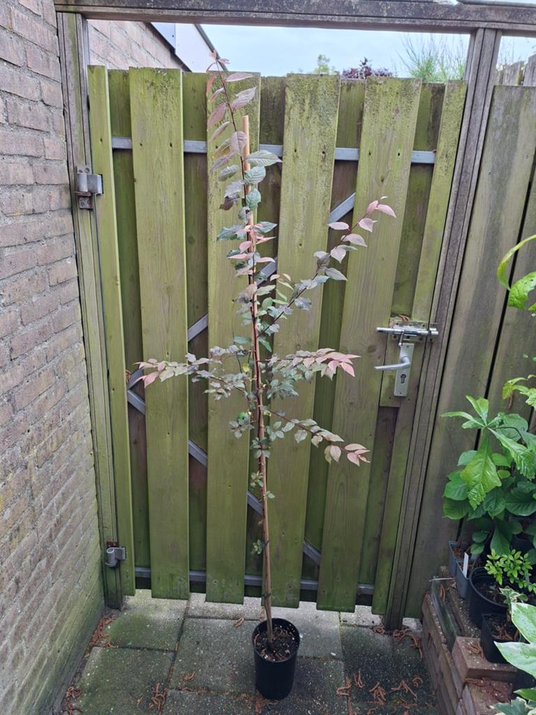 Prunus cerasifera Nigra kerspruim jonge spil 175-200 cm, Tuin en Terras, Planten | Bomen, Halfschaduw, Overige soorten, Lente
