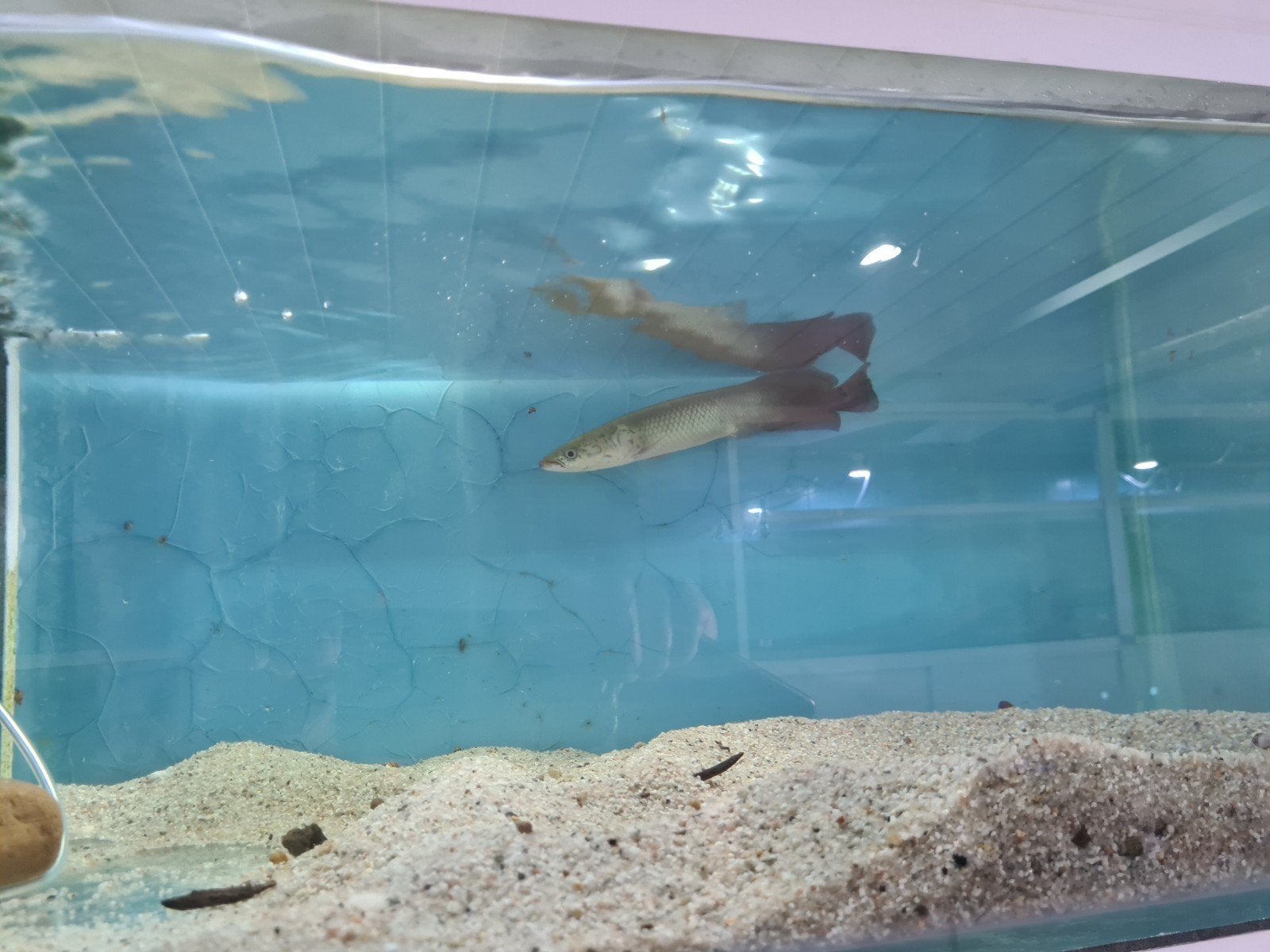 Arapaima Gigas, Pirarucu, Dieren en Toebehoren, Vis, Zoetwatervis