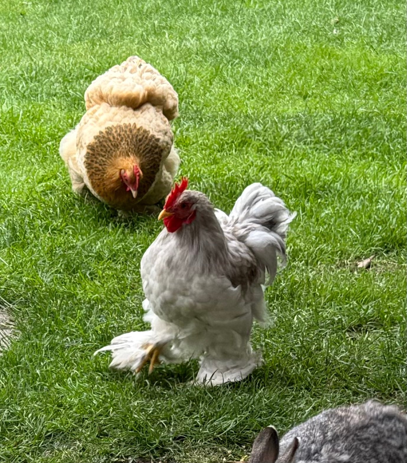 Lief cochin kriel haantje, 6 maanden oud zoekt nieuw huis, Dieren en Toebehoren, Mannelijk, Kip
