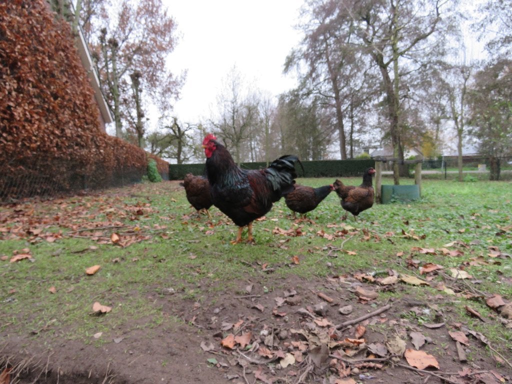 Barnevelder kippen koppel, Dieren en Toebehoren, Pluimvee, Kip, Meerdere dieren